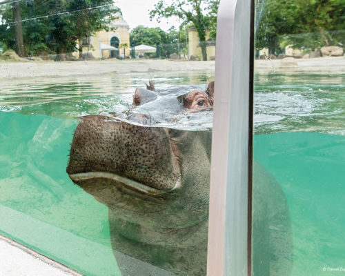 Leitzinger Bau – Tiergarten Schönbrunn